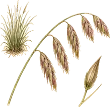 Sideoats Grama