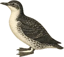 Marbled Murrelet
