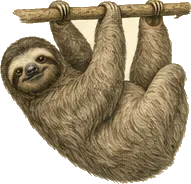 Brown-throated Three-toed Sloth