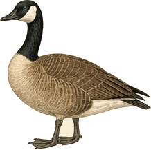 Canada Goose