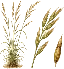 California Brome
