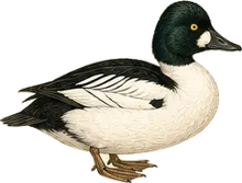 Common Goldeneye