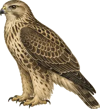 Rough-legged Hawk