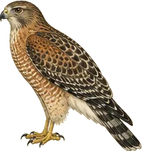 Red-shouldered Hawk