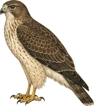 Swainson's Hawk