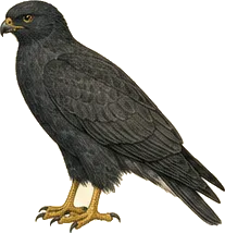 Common Black Hawk