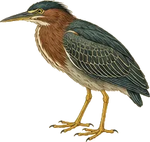 Green Heron