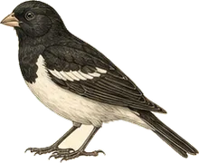 Lark Bunting