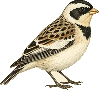 Lapland Longspur