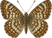 Rawson's Metalmark