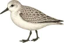 Sanderling