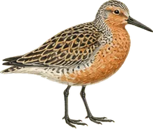 Red Knot