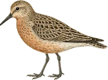 Curlew Sandpiper