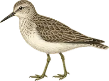 Stilt Sandpiper