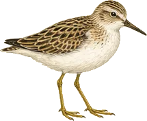 Semipalmated Sandpiper