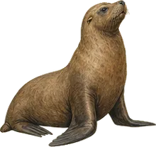 Northern Fur Seal