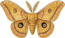 Tulip-tree Silkmoth