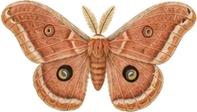 Promethea Silkmoth