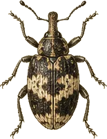 Cowpea Weevil