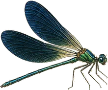 River Jewelwing