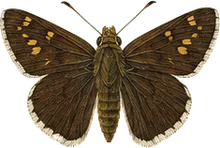 Brazilian Skipper