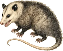 Derby's Woolly Opossum