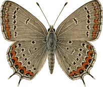 Red-banded Hairstreak