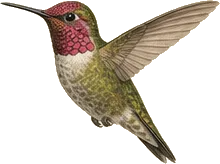 Anna's Hummingbird
