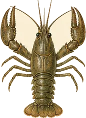 Common Crayfish