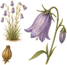 Harebell