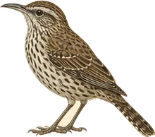 Cactus Wren