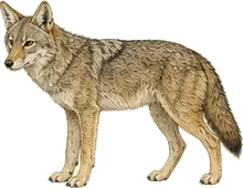 Coyote