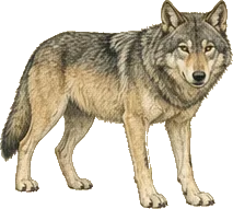 Gray Wolf