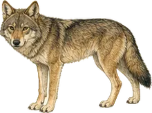 Mexican Wolf