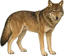 Red Wolf