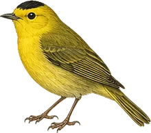 Wilson's Warbler