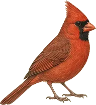 Northern Cardinal
