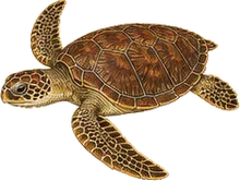 Loggerhead Sea Turtle