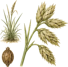 White-tinged Sedge