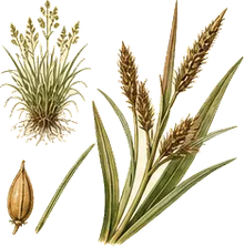 Water Sedge