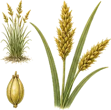 Golden Sedge