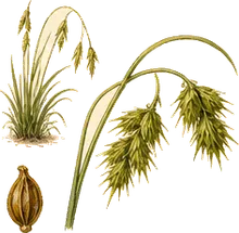 Fringed Sedge