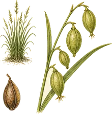 Bladder Sedge