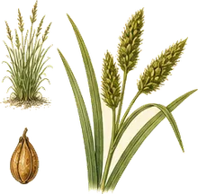 Hop Sedge