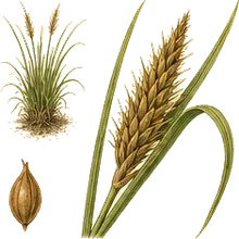 Nebraska Sedge