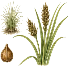 Pennsylvania Sedge