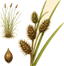 Awl-fruited Sedge