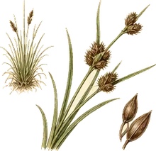 Tussock Sedge