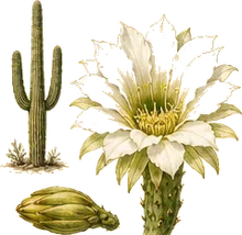 Saguaro Cactus