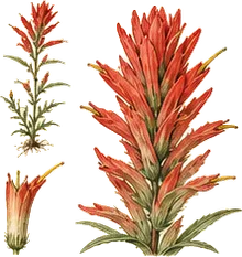 Scarlet Indian Paintbrush